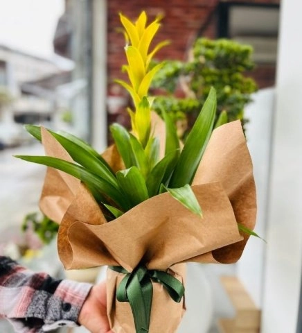 Sarı Guzmania Saksı