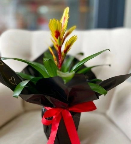 Sarı Viresia Bitkisi